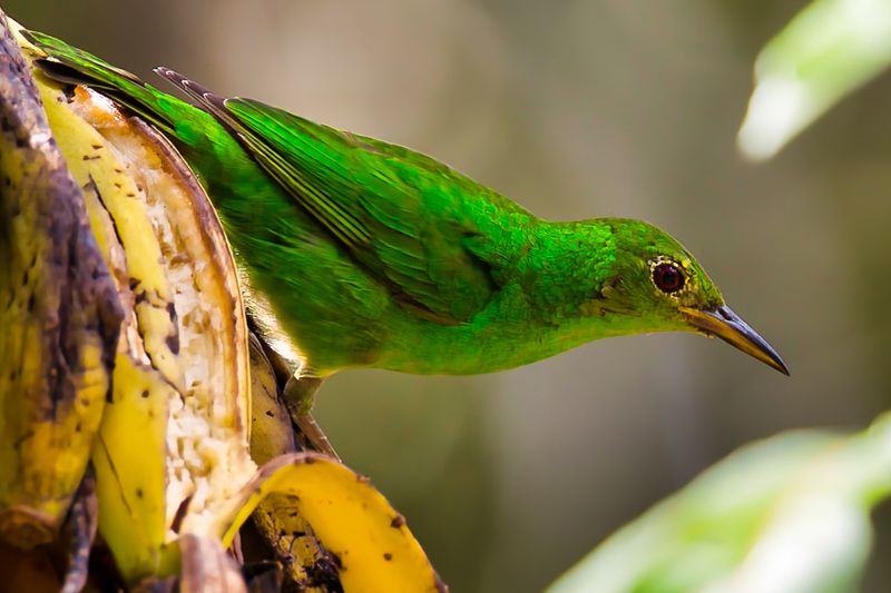Green Honeycreeper