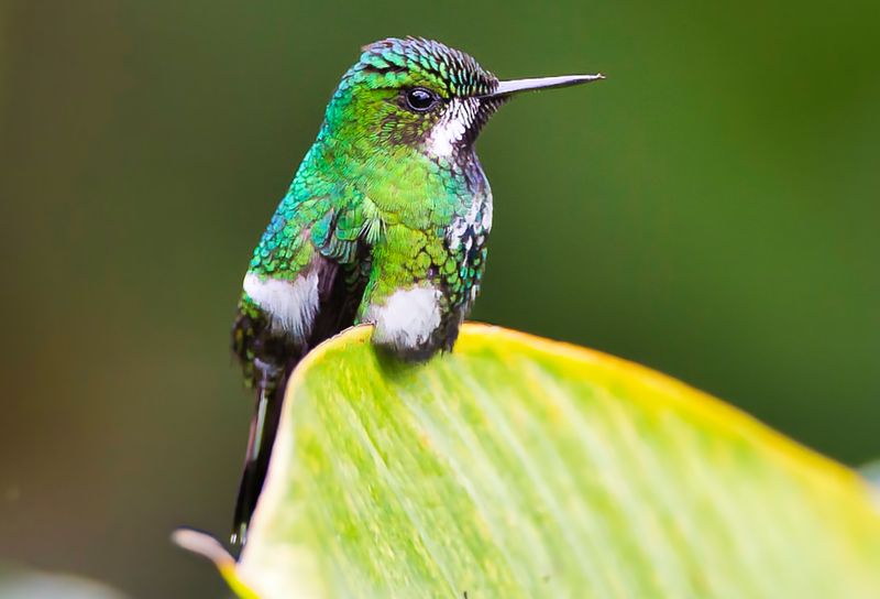 Green Thorntail