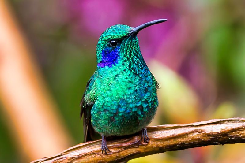Green Violetear