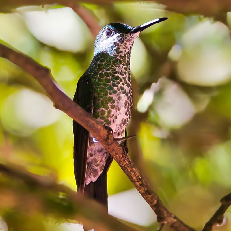 Green-crowned Brilliant