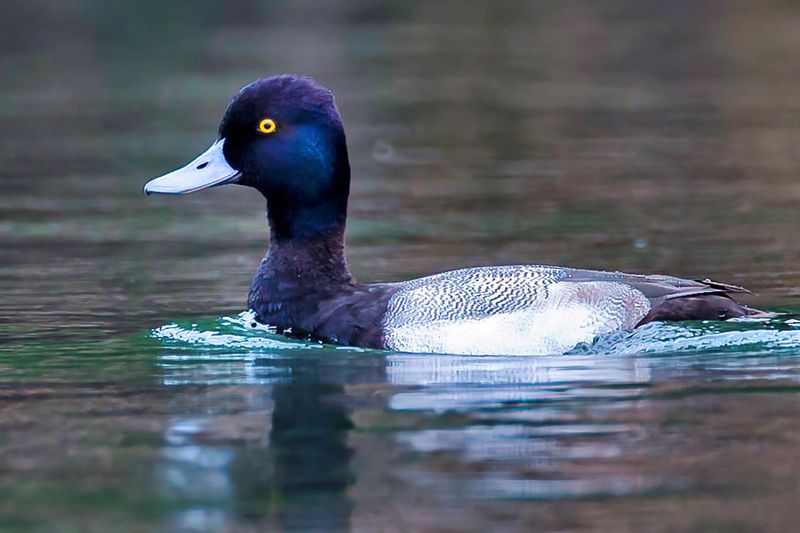 Lesser Scaup