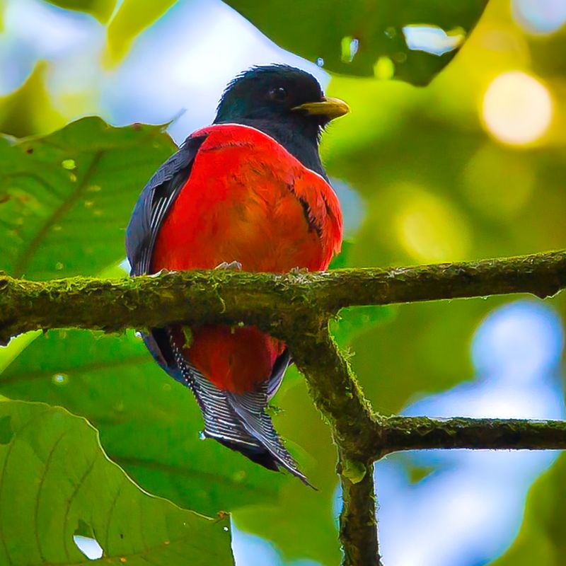 Orange-bellied Trogon