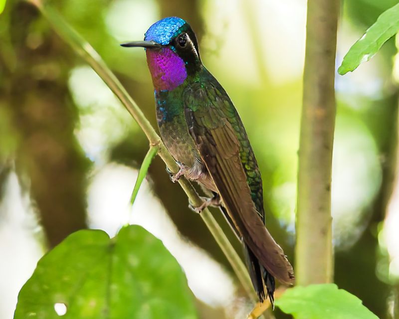 Purple-throated Mountaingem