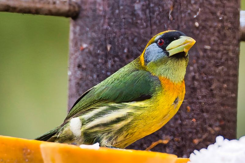 Red-headed Barbet-Female