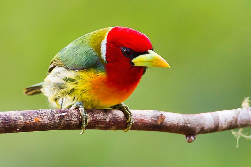 Red-headed Barbet