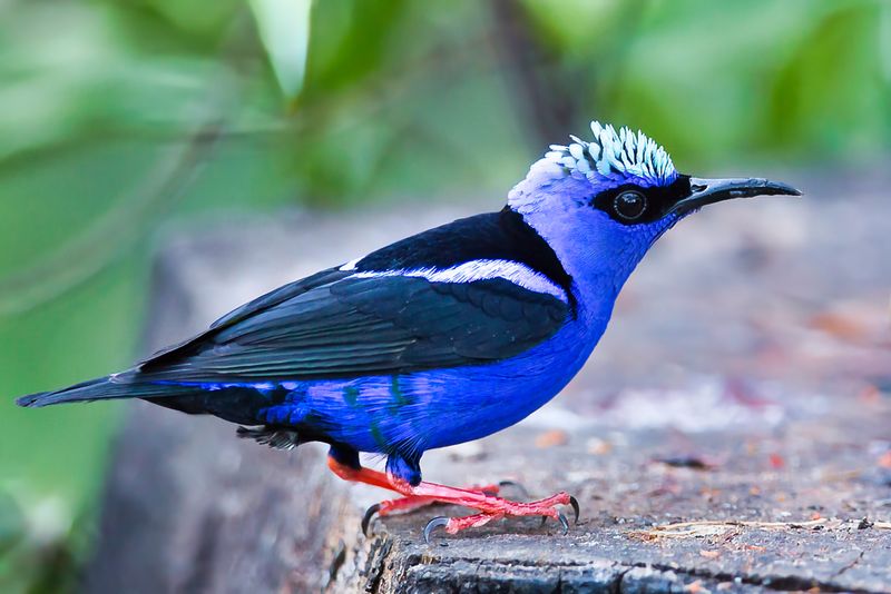 Red-legged Honeycreeper