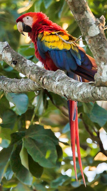 Scarlet Macaw