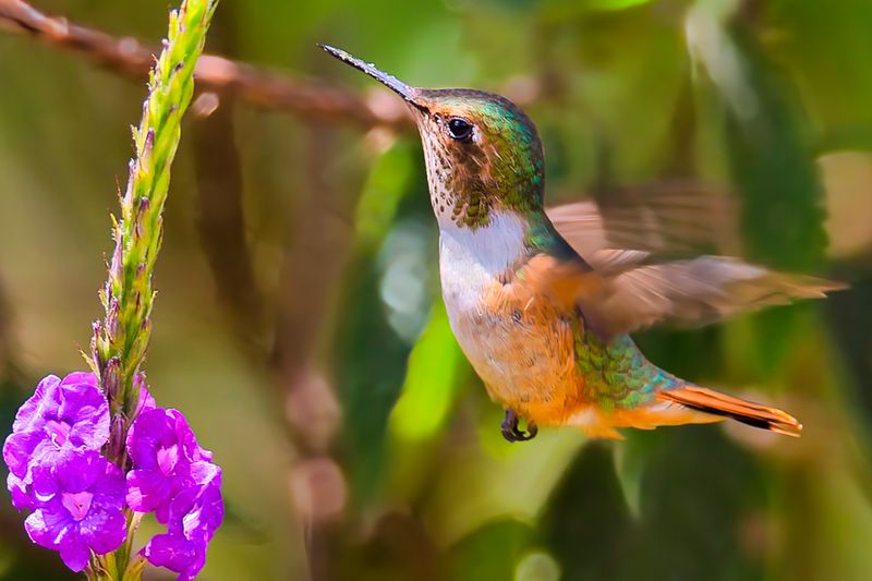 Scintillant Hummingbird
