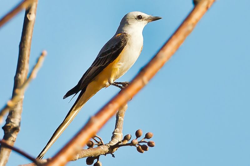 Scissor-tailed Flycatcher
