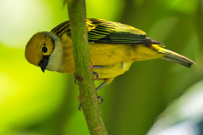 Silver-throated Tanager