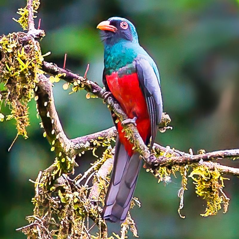 Slaty-tailed Trogon
