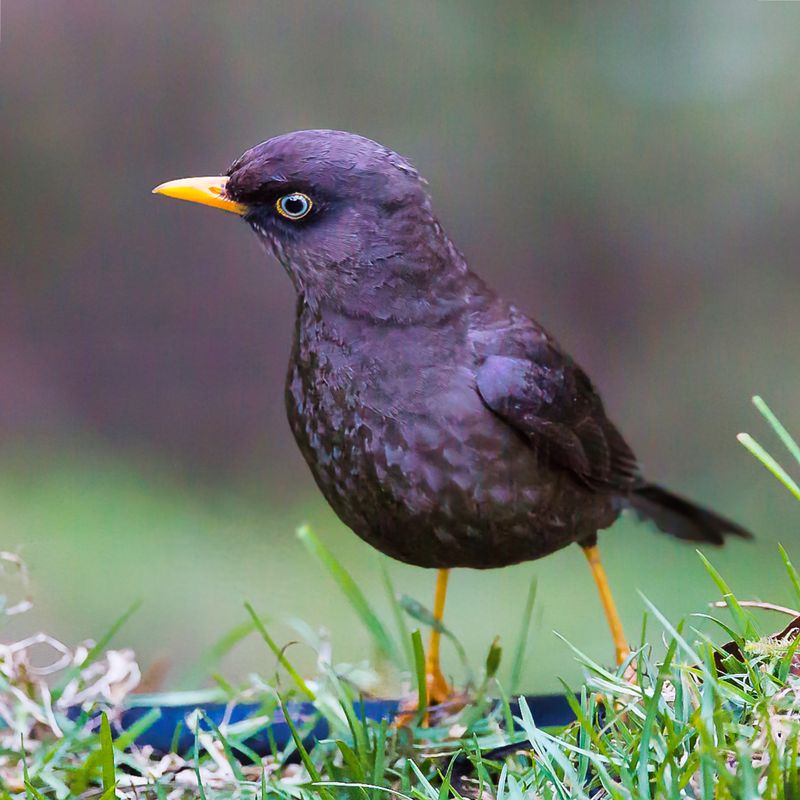 Sooty Robin