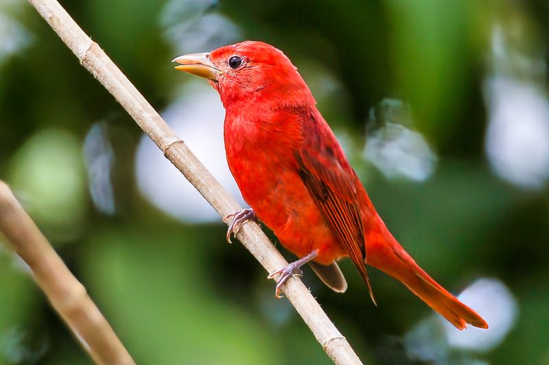 Summer Tanager