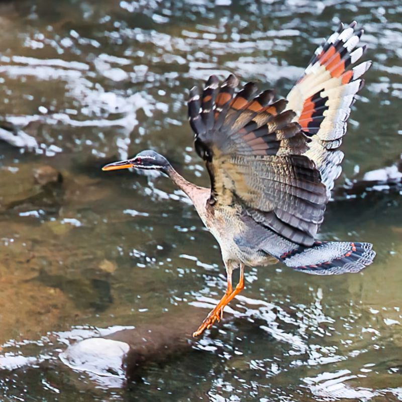 Sunbittern