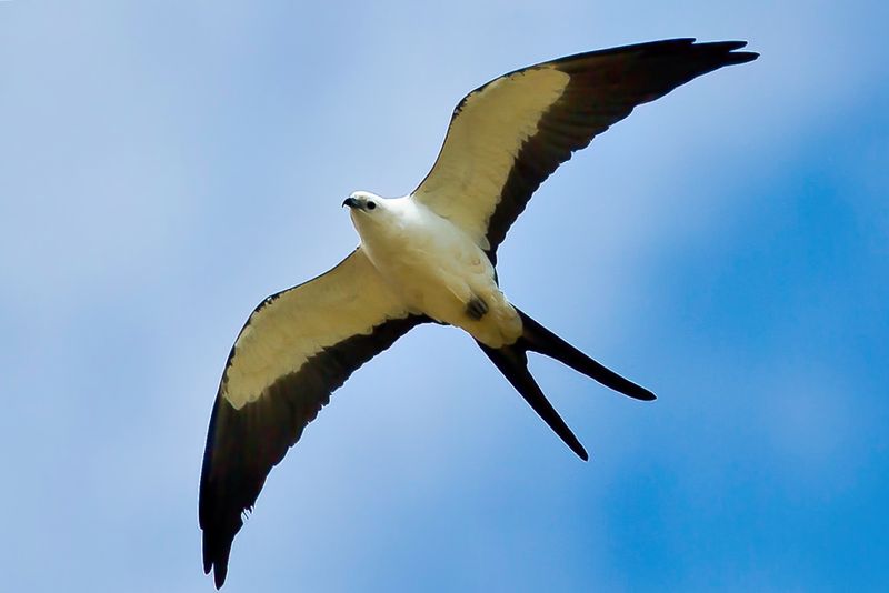 Swallow-tailed Kite