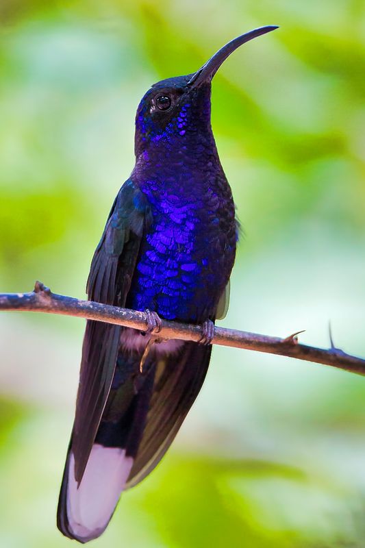 Violet Sabrewing
