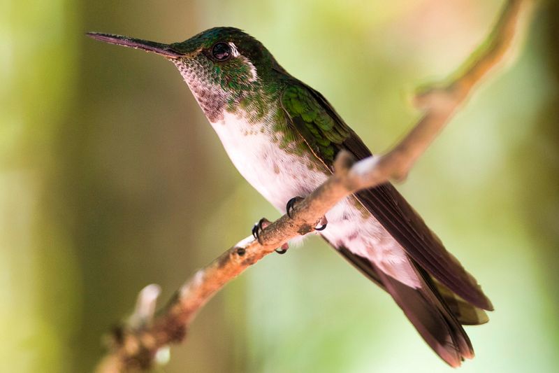 White-bellied Mountaingem