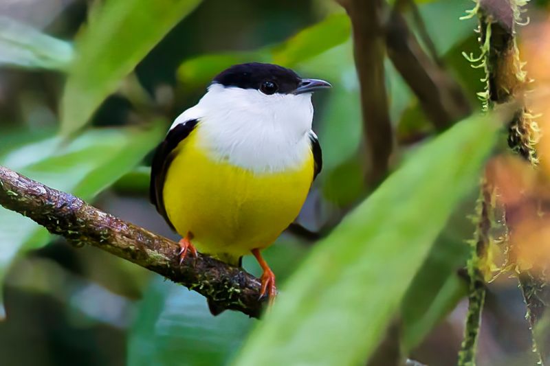 White-collared Manakin