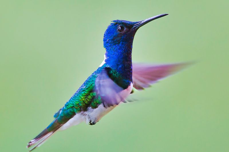 White-necked Jacobin