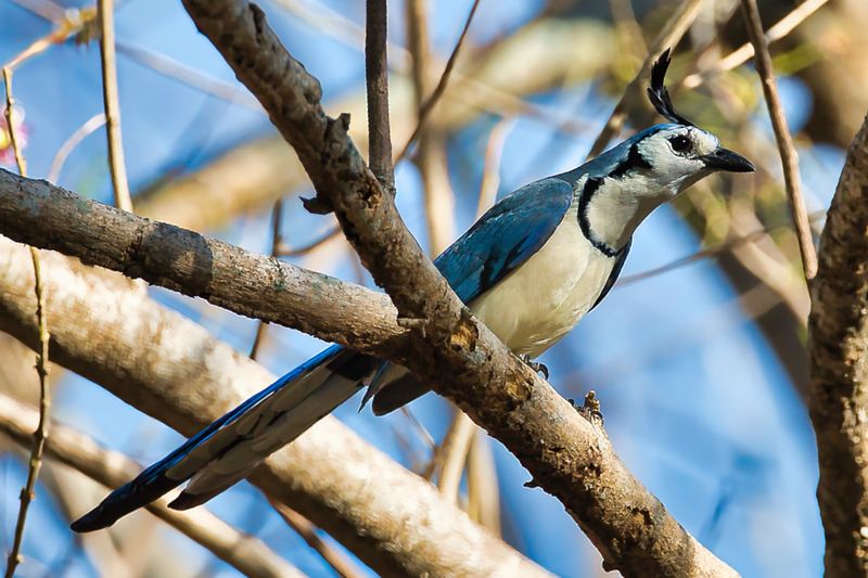 White-throated Magpie-Jay