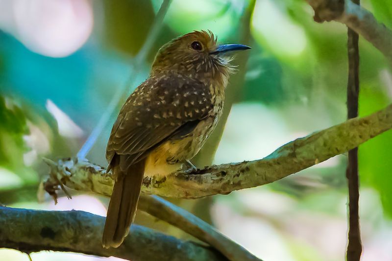 White-whiskered Puffbird
