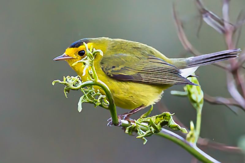 Birds of Costa Rica