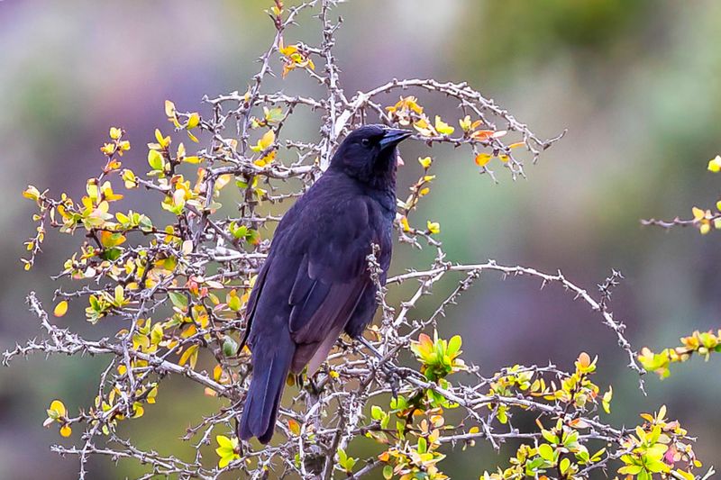 Austral Blackbird