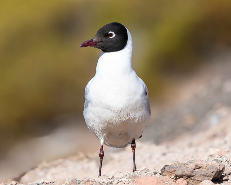 Andean Gull