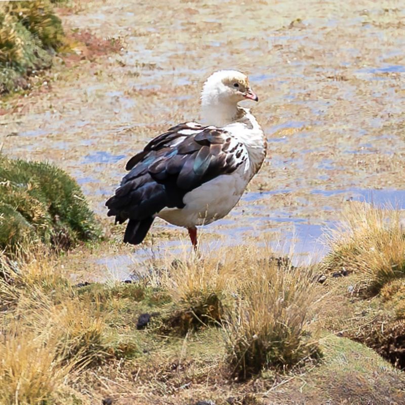 Andean Goose