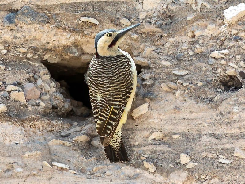 Andean Flicker