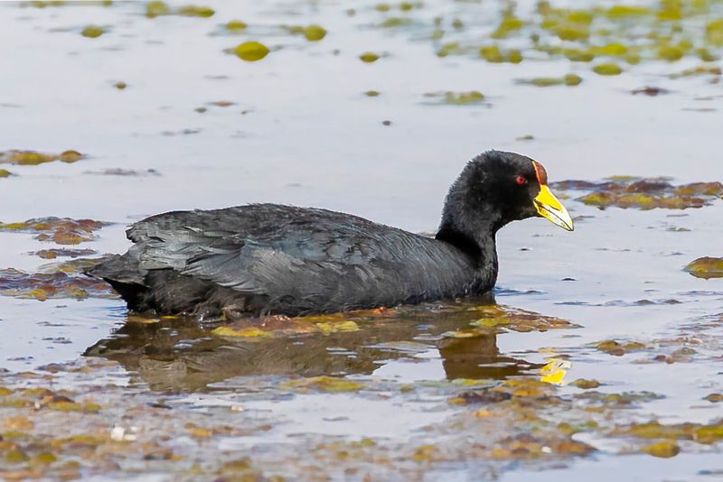 Andean Coot