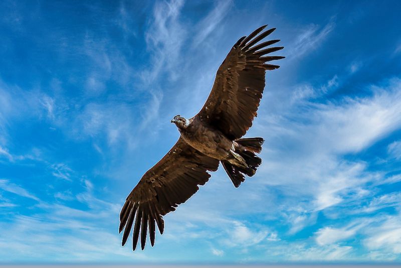 Andean Condor