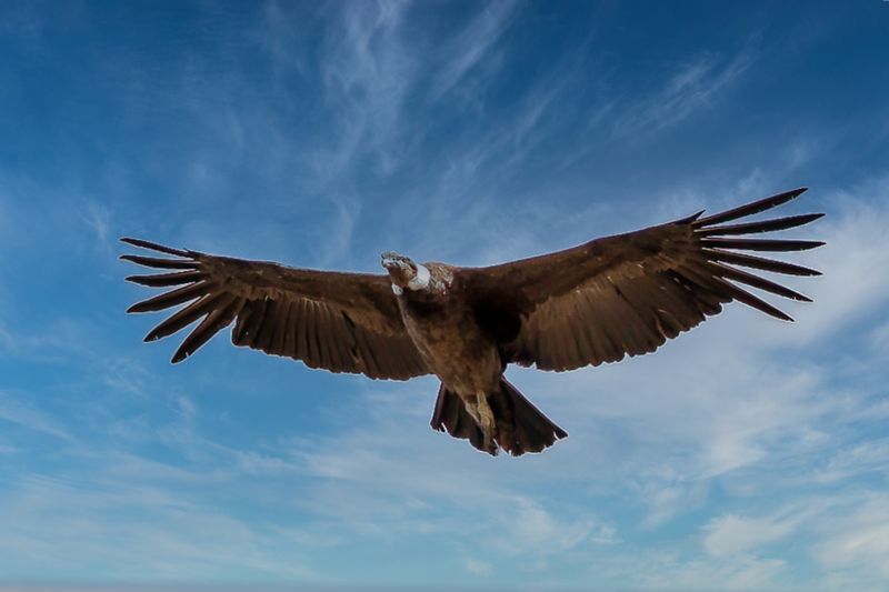 Andean Condor