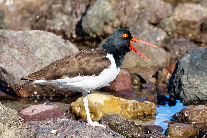 American Oystercatcher