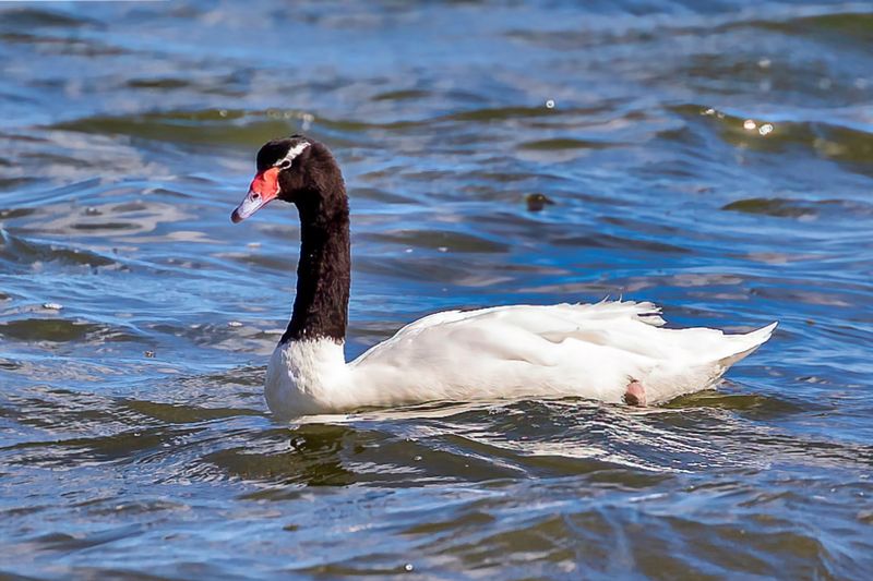 Black-necked Swan