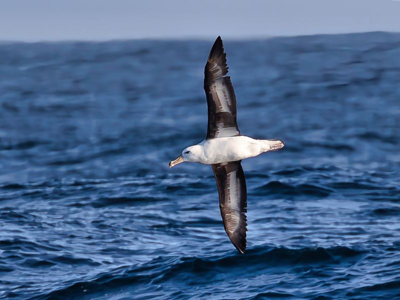 Black-browed Albatross