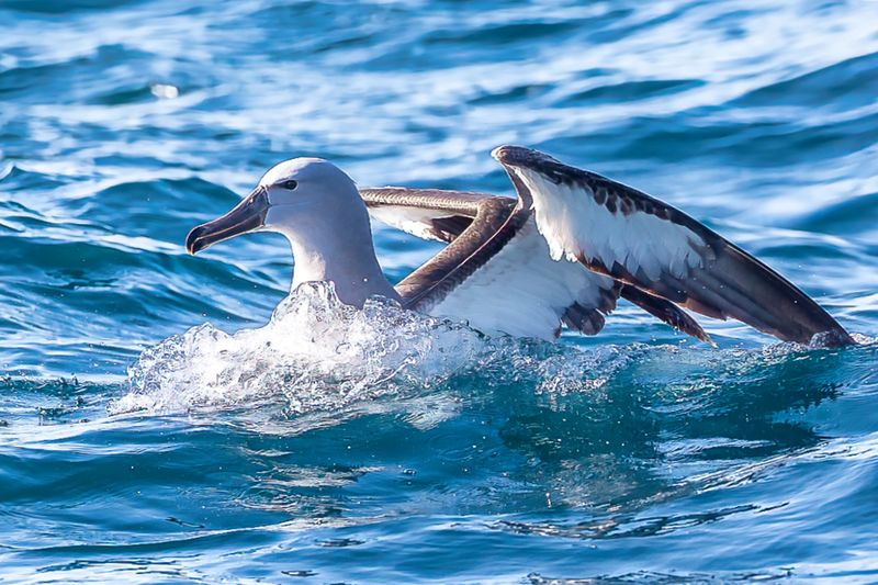 Black-browed Albatross