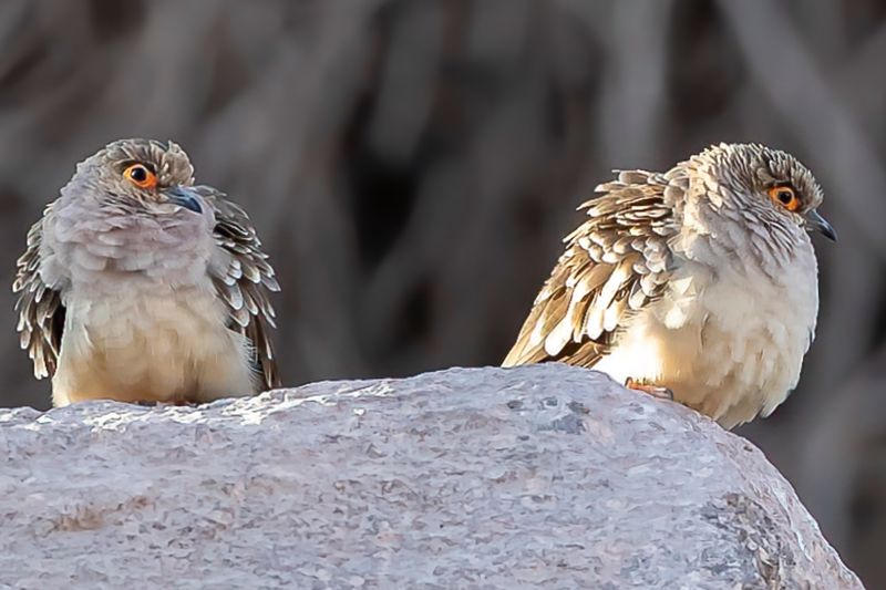 Bare-faced Ground-Dove