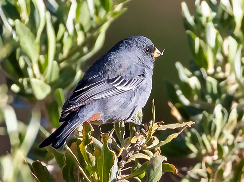 Band-tailed Seedeater