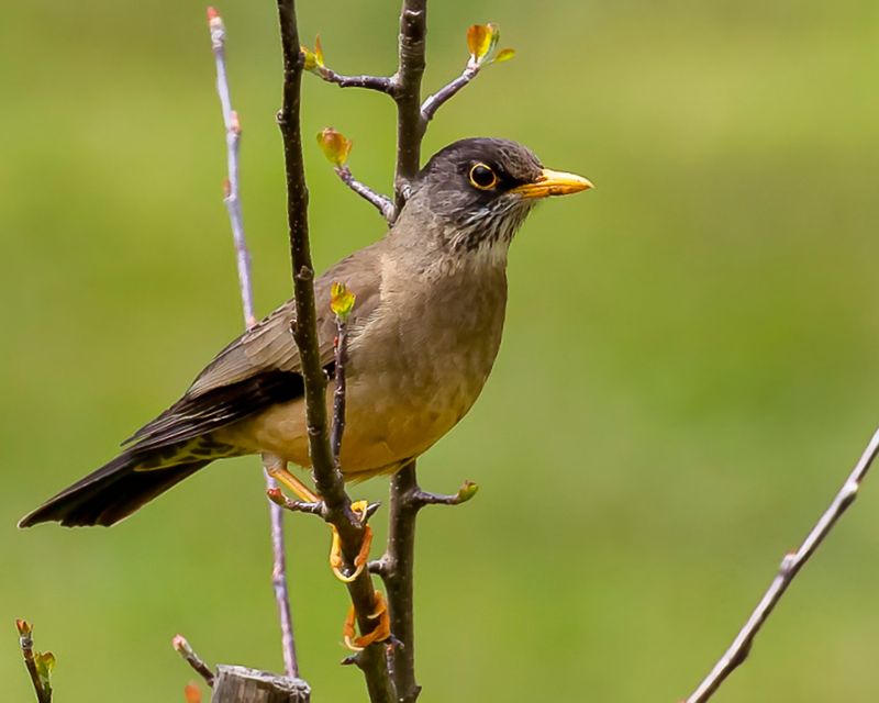 Austral Thrush