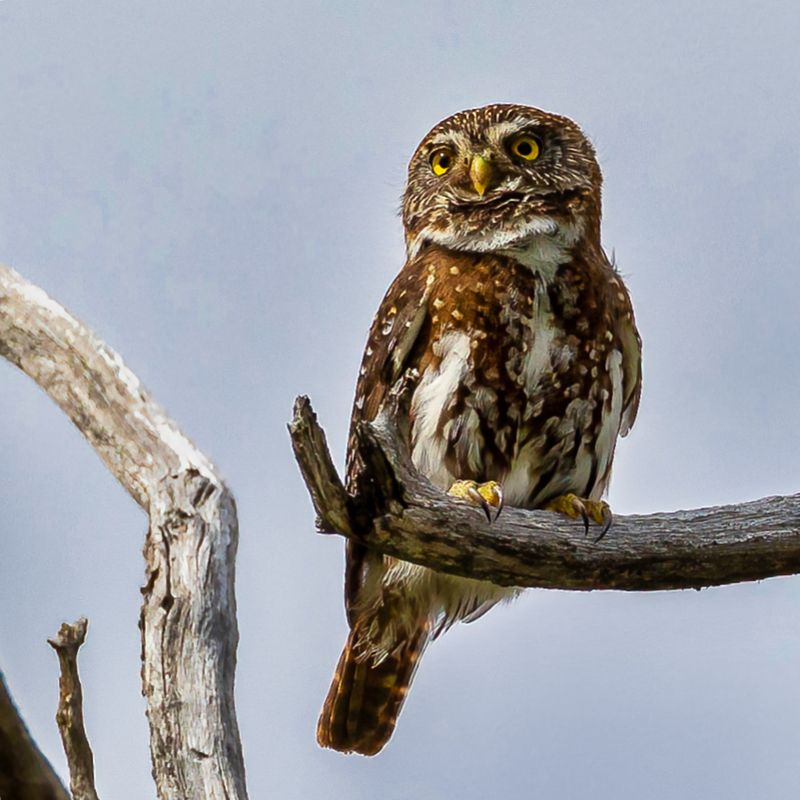 Austral Pygmy Owl