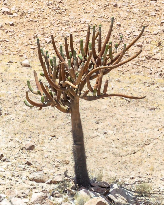Candelabra Cactus