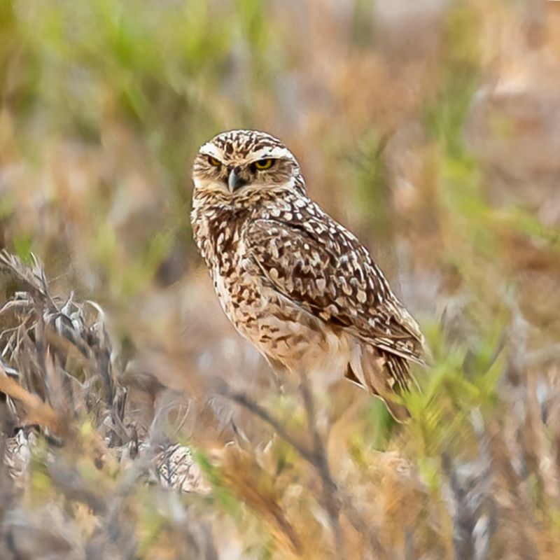 Burrowing Owl