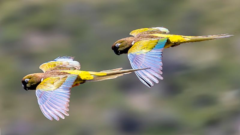Burrowing Parrot
