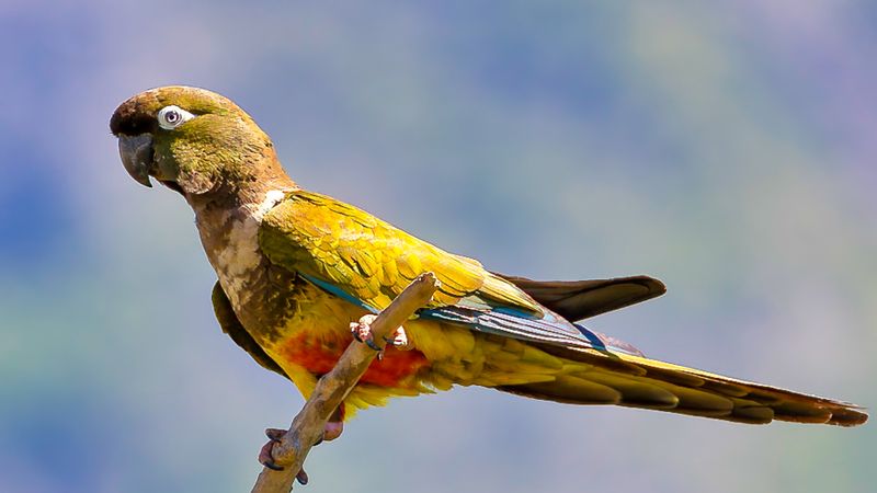 Burrowing Parrot