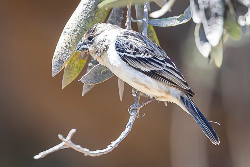 Chestnut-throated Seedeater
