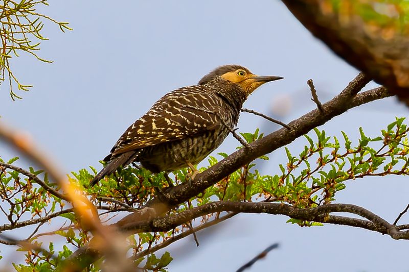 Chilean Flicker