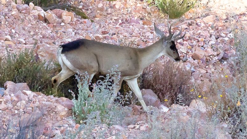 Chilean Huemul