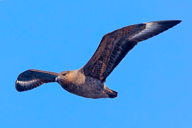 Chilean Skua