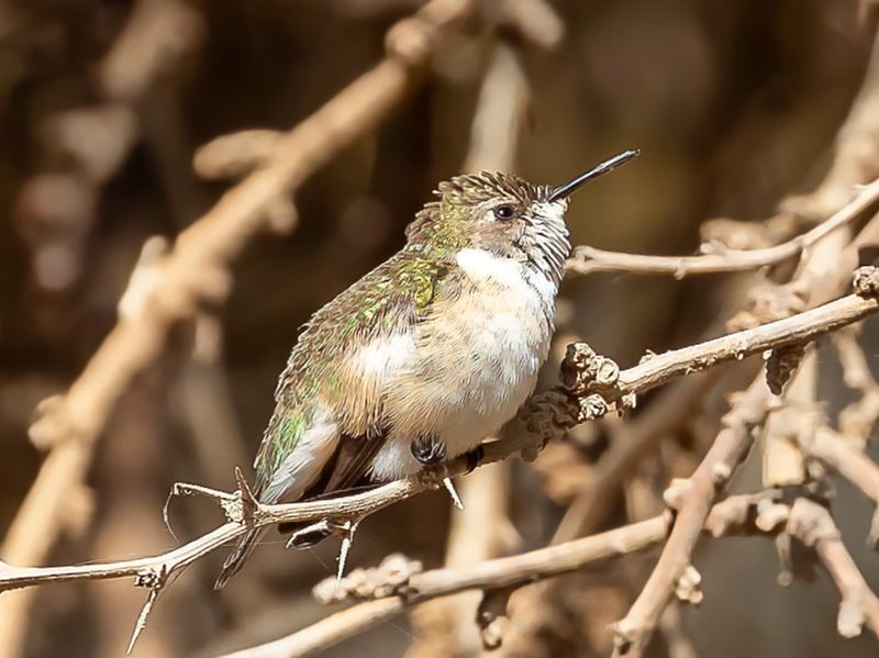 Chilean Woodstar